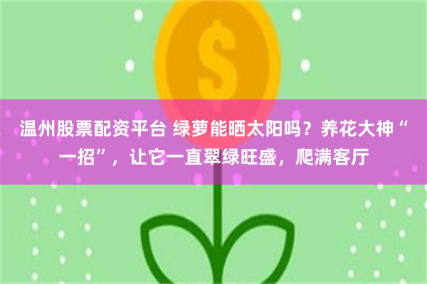 温州股票配资平台 绿萝能晒太阳吗？养花大神“一招”，让它一直翠绿旺盛，爬满客厅